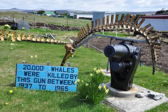 Um arpão assassino, exposto em museu de baleias em Port Stanley, a capital de Falkland